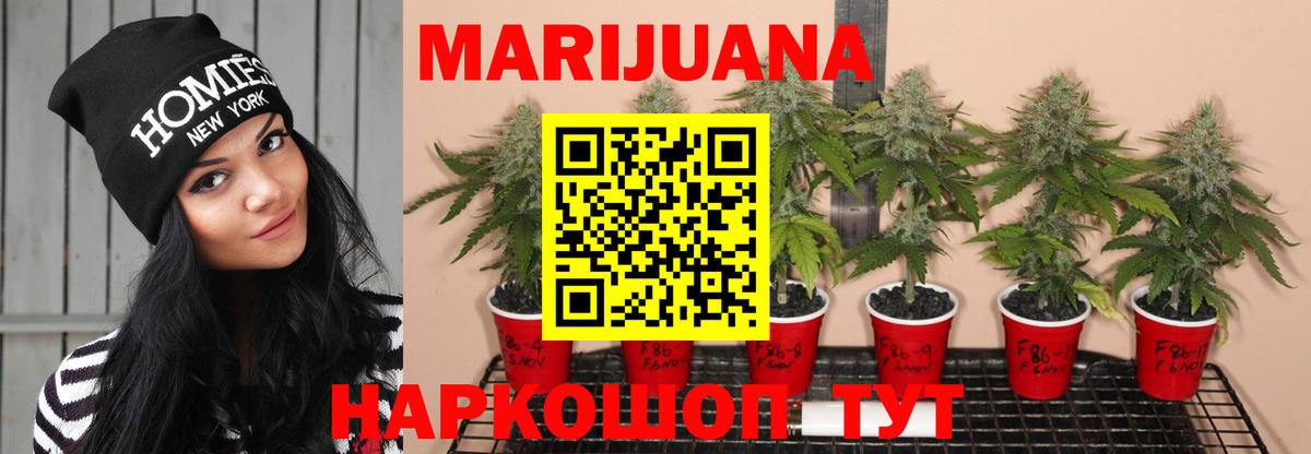 Шишки марихуана планчик  Марихуана THC 21%  Алексин  Вход с VPN  Бошки марихуана ГИДРОПОН  Каннабис семена 